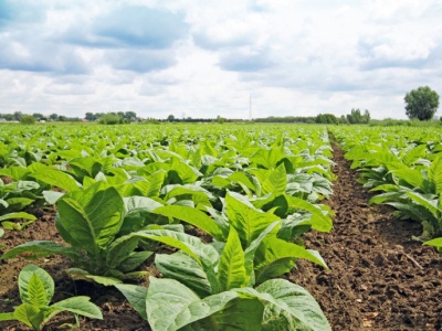 Polscy plantatorzy tytoniu protestują przeciwko planom WHO i UE
