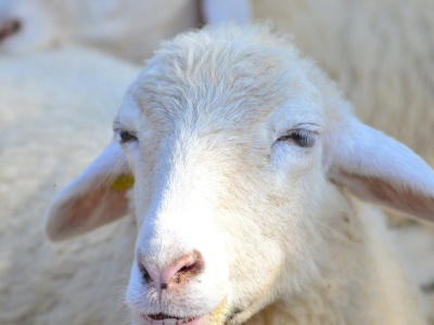 Owca z pieluchą w Pendolino. Nagranie krąży po sieci