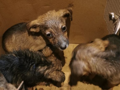 Jechał drogą i usłyszał skomlenie. Policja na tropie sprawcy