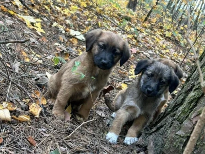 Porzuciła szczeniaki w lesie. Grozi jej nawet więzienie