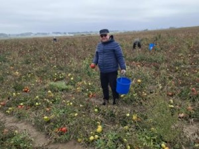 Rolnicy rozdawali zbiory za darmo. Teraz Urząd żąda podatku