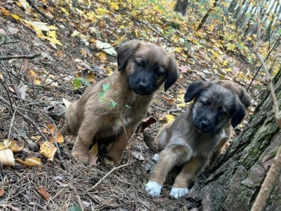 72-letnia mieszkanka gminy Kruszwica porzuciła sześć szczeniaków. Kobieta usłyszała już zarzuty