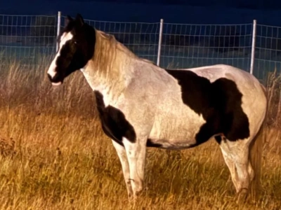 Koń biegał przy autostradzie A4