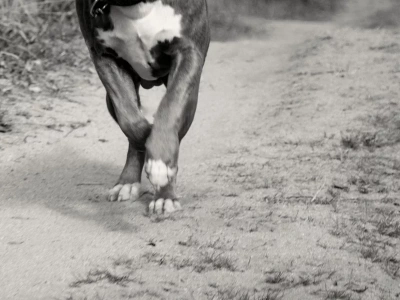 Dramat czworonogów z Arciechowa. „Psy, tak jak ludzie, czasem się zabijają”
