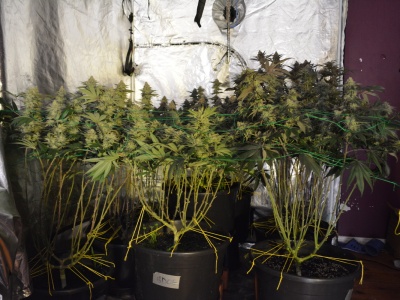 Nielegalna plantacja konopi indyjskich zlikwidowana przez krotoszyńskich policjantów