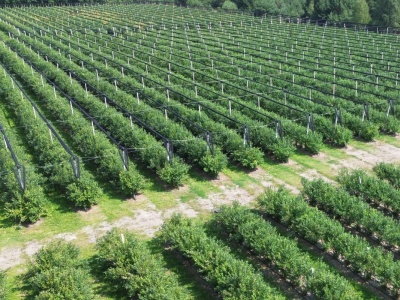 Holendrzy budują w Afryce nowe „borówkowe Peru”?