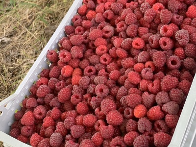 Serbia. Państwo pomoże przetwórcom, żeby na czas zapłacili za maliny