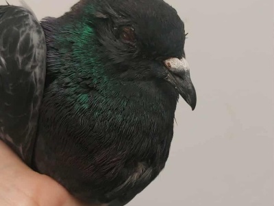 Gołąb z Warszawy trafił w bardzo złym stanie do Fundacji. 