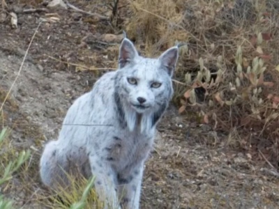 Naukowcy łapią się za głowy. Nikt wcześniej nie widział takiego rysia