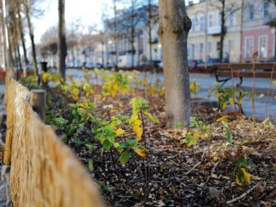 Nowe nasadzenia. Będzie jeszcze ładniej w Alei Najświętszej Maryi Panny