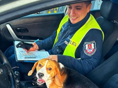 Pies postanowił… zgłosić się sam na policję!