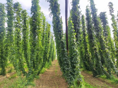 Najpierw tytoń, teraz chmiel. Kolejne uprawy, z których słynie Lubelszczyzna zagrożone bankructwem