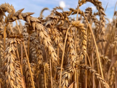 Mocna korekta notowań amerykańskiej pszenicy