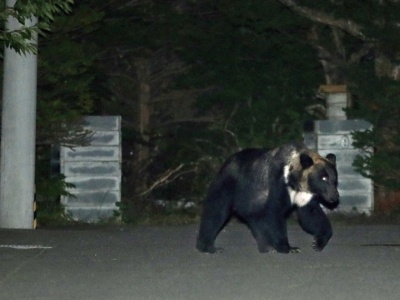 Japonia: setka ataków, 13 zabitych. Armia, policja odpierają nietypową „inwazję”