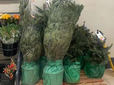 Supermarkety sprzedawały żywe choinki za 50 zł. Plantator nie owija w bawełnę