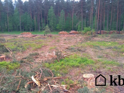 Zapłacił 30 zł za metr drewna. Tak działa system, o którym nikt nie mówi głośno