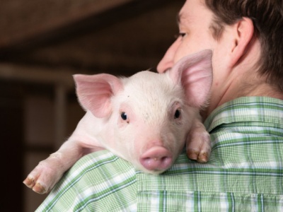 Ceny warchlaków krajowych z 7 listopada. Rynek w równowadze