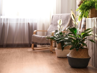 Zamiast wylewać do zlewu, wlej do doniczki. Skrzydłokwiat ci podziękuje