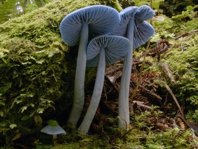 Niebieski grzyb w kolorze Smerfów. Występuje tylko w jednym kraju świata