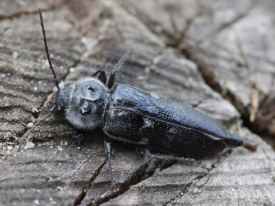 To cichy niszczyciel drewnianych domów. Jest gorszy nawet od korników