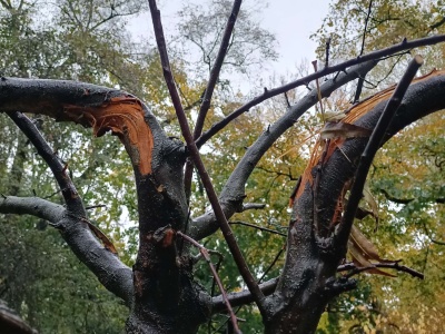 Zniszczone drzewa w Parku Krakowskim. Wandalizm uderza w miejską zieleń (ZDJĘCIA)