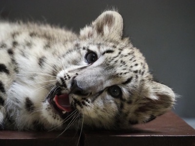 Za kilka dni Warszawskie Zoo pożegna się z samcem pantery śnieżnej. Decyzję podjął koordynator gatunku