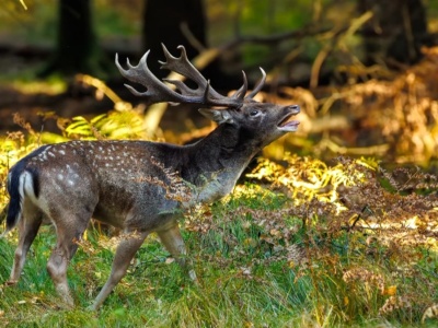 W polskich lasach w listopadzie słychać przerażające beczenie. O co chodzi?