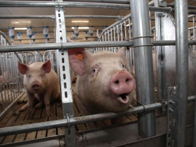 Rolników czeka ciężka zima. 