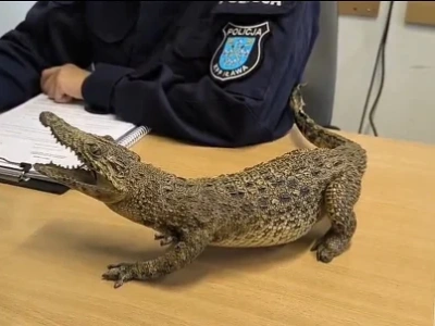 Chciała sprzedać aligatora. Teraz może trafić za kratki