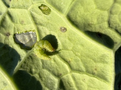 Wystarczyło trochę ciepła, by w rzepaku pojawiły się szkodniki. Są mszyce, jest też tantniś