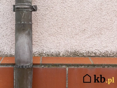 Zauważyłeś zielone plamy na elewacji? To sygnał ostrzegawczy, którego nie wolno ignorować