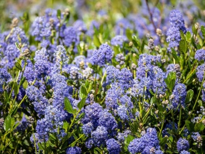 Jest jeszcze piękniejszy od hortensji i zalewa ogród niebieskimi kwiatami. Ja już posadziłam