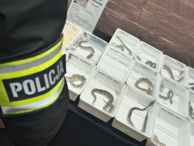 Policja wkroczyła na targi egzotycznych zwierząt w Lublinie. Zabezpieczono sześć żółwi, trzy kameleony i 25 pytonów królewskich