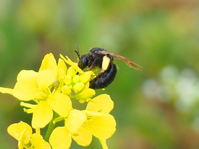 Gorczyca polna, ognicha – Sinapis arvensis L.