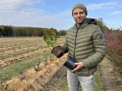 Zakładamy plantację borówek – nowe nasadzenia, klasyczna odmiana