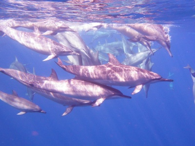 Jeziora Amazonii gorętsze niż jacuzzi. Setki delfinów zginęły w ekstremalnej fali upałów