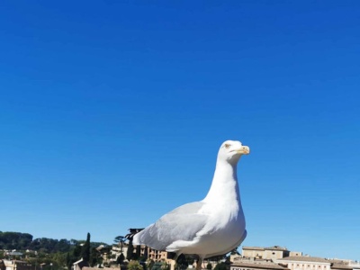 Mewy tobą gardzą. Oto jak zdobyć ich szacunek