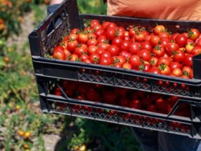 Zarobili ponad 1 mld zł na wysyłce pomidorów do Polski. Skąd pochodzą?
