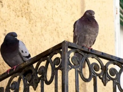 Zakaz dokarmiania ptaków w miastach. Kary powalają z nóg