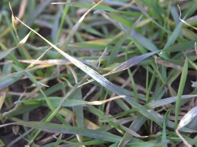 Jak podawać fosfor roślinom? Doglebowo czy przez liść?