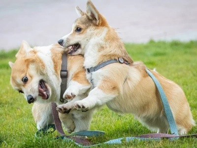 Naukowcy rozszyfrowali tajemniczy język zwierząt. Tego się dowiedzieli