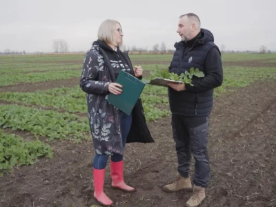 Wiosenna dawka potasu i azotu w rzepaku już jesienią? Pogotowie polowe