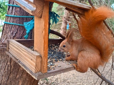 Czy należy dokarmiać wiewiórki? Nawet przyrodnicy nie są zgodni