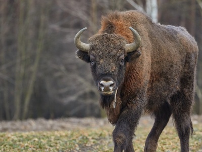 Śmiertelna choroba wśród polskich żubrów. Nie leczy się zakażonych zwierząt