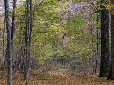 Wziął rower i pojechał na grzyby. 