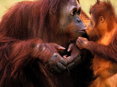 Kiedy powstał zwyczaj całowania się? Możliwe, że robili to już neandertalczycy