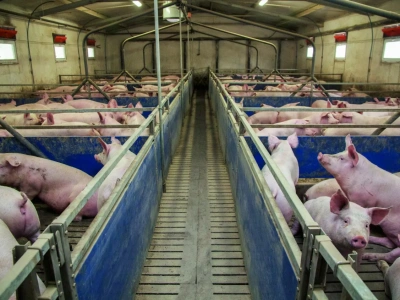 Ceny świń w Niemczech runęły. Jakie są stawki za tucznika w Polsce?