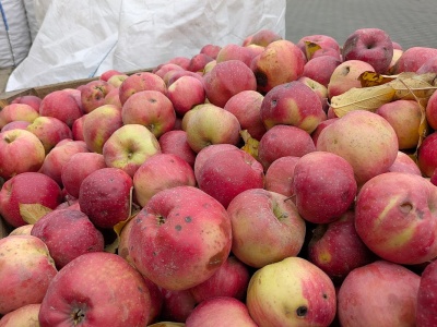Niska jakość surowca z podwórek. Dostawy mniejsze, ale przetwórnie nie podnoszą cen