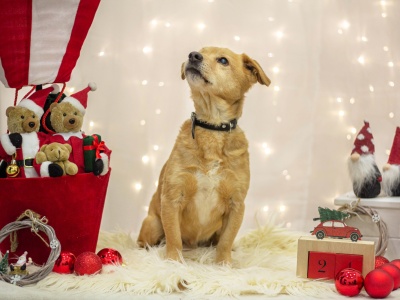 Paka dla zwierzaka! Bezdomniaki ze Świdnicy napisały listy do Mikołaja