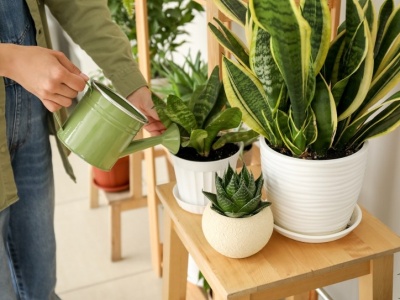 To szkodzi sansewierii jesienią i zimą. Widzisz znaki? Działaj, nim zmarnieje